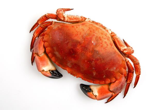 Tourteaux femelle vivant