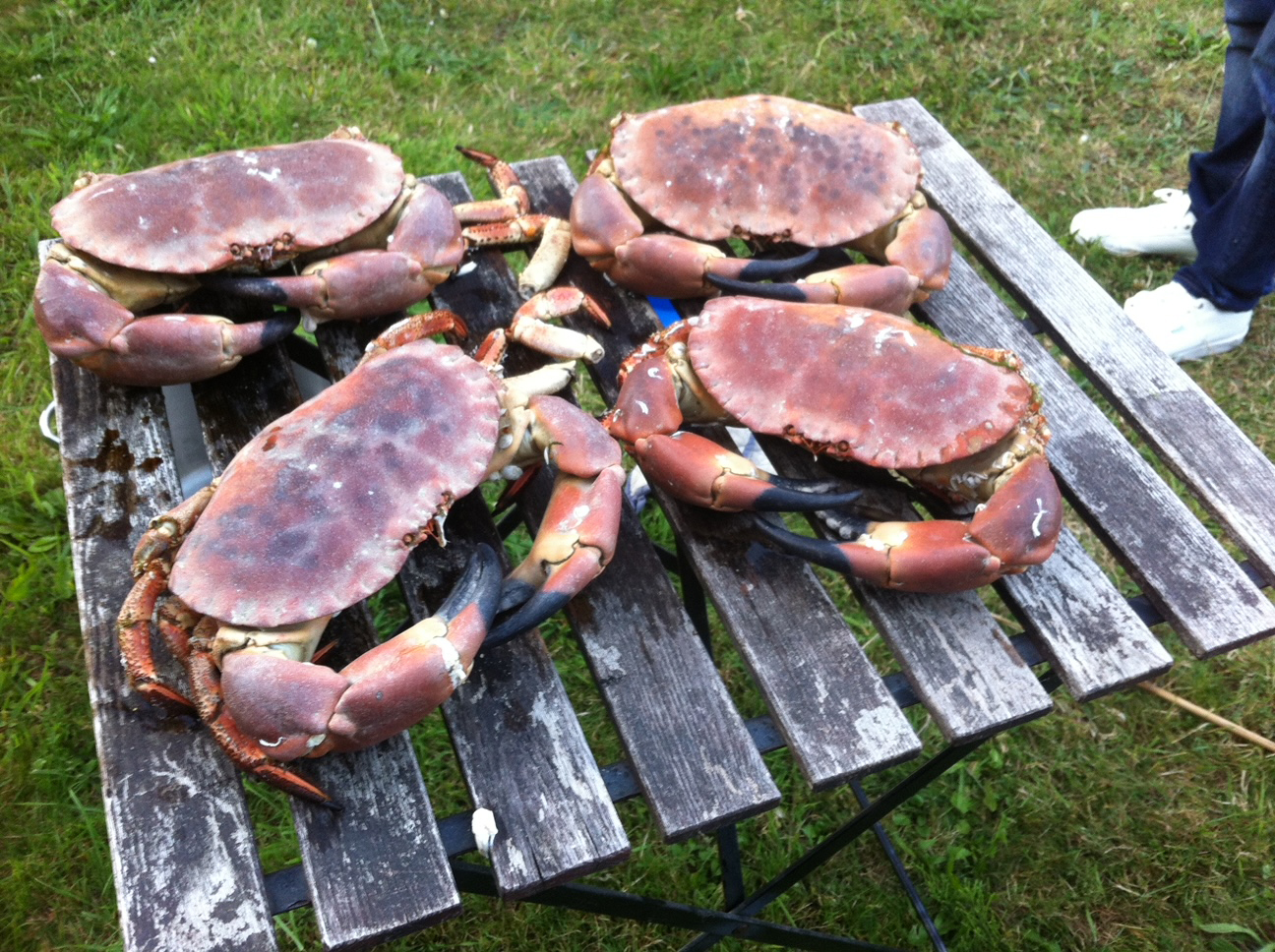 tourteau-pêche-toulon-var