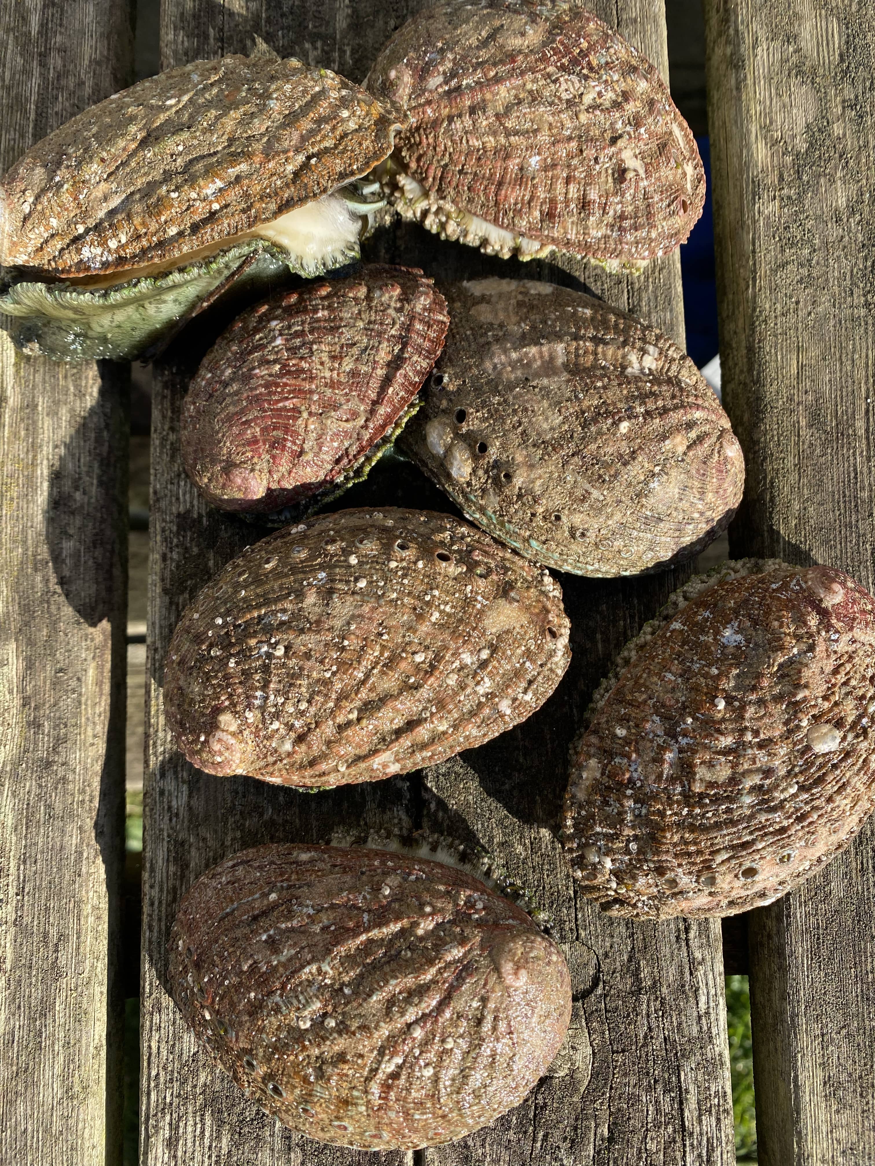 ormeaux-bretagne-iroise-peche