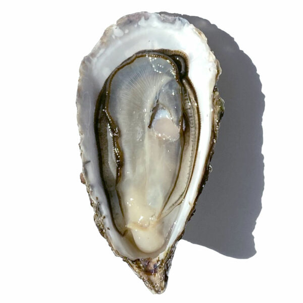 huitres