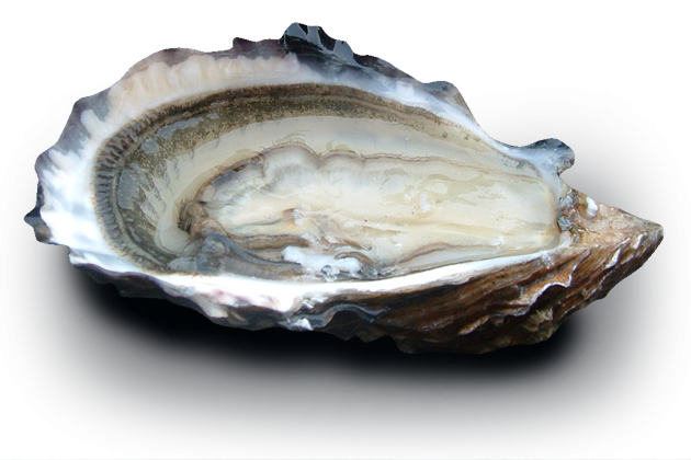 huitres